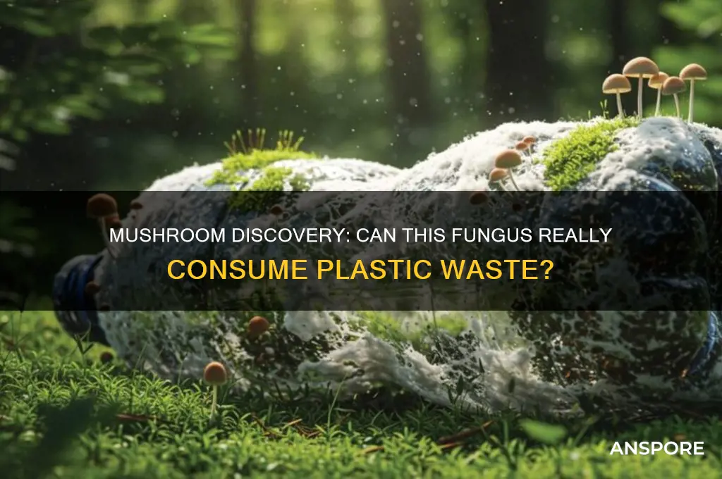 did scientists find a mushroom that eats plastic