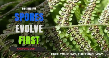 Seeds vs. Spores: Unraveling the Evolution Mystery of Early Plants