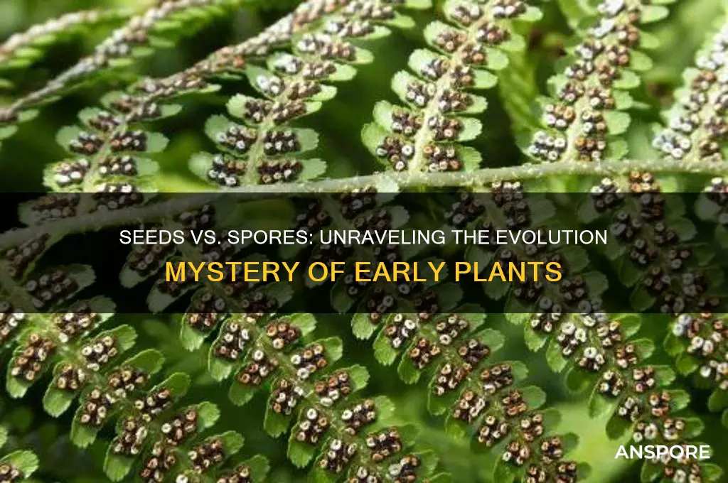 did seeds or spores evolve first