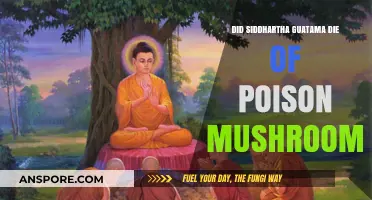 Did Poisonous Mushrooms Cause Siddhartha Gautama's Death? Exploring the Myth