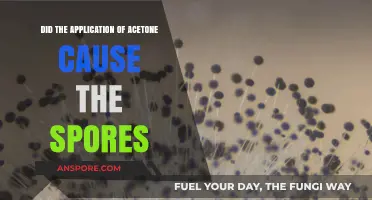 Acetone Application: Unveiling Its Impact on Spores Formation and Growth