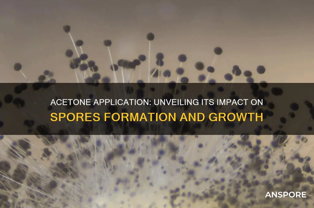 did the application of acetone cause the spores