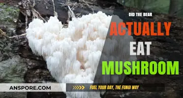 Did Bears Really Eat Mushrooms? Unraveling the Forest Floor Myth