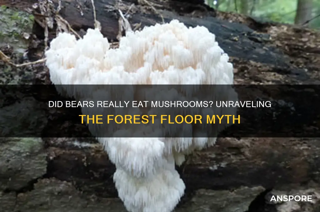 did the bear actually eat mushrooms