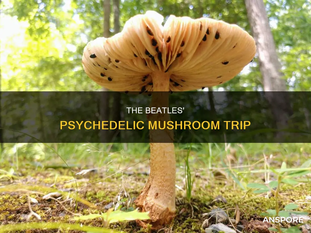 did the beatles do mushrooms