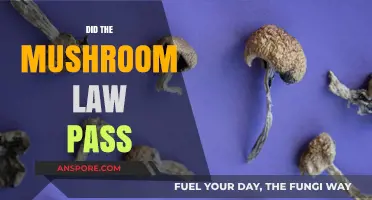 Mushroom Legalization: What's the Latest?