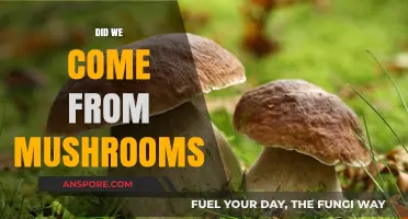 The Fungal Link to Human Evolution