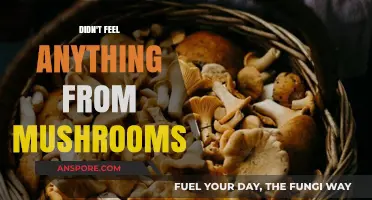 Mushroom Experience: Why I Didn't Feel Anything After Consumption