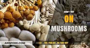 Mushroom Trip: A Journey Without a Stumble