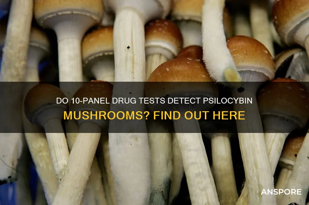 do 10 panel drug tests test for mushrooms