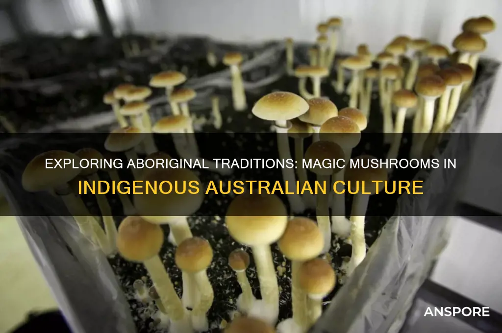 do aborigines eat magic mushrooms