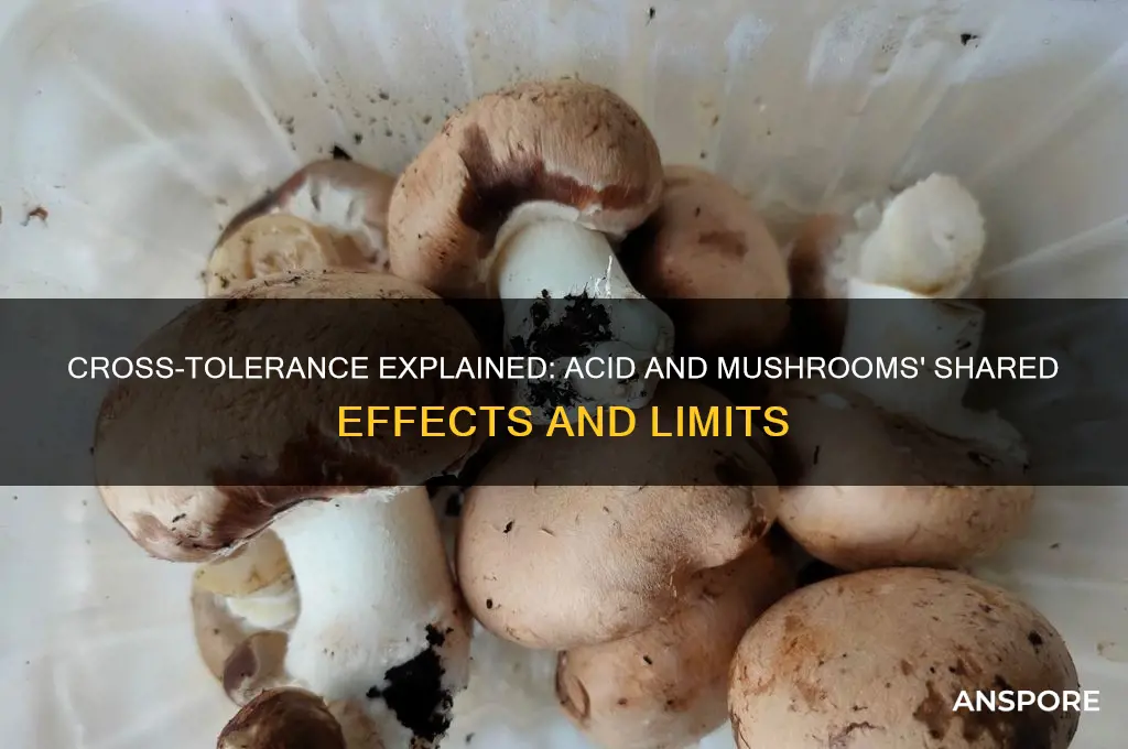 do acid and mushrooms have a cross tolerance
