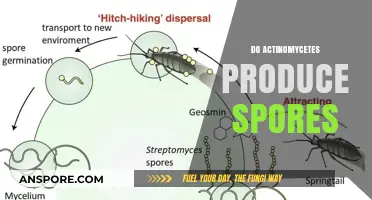 Do Actinomycetes Produce Spores? Unveiling Their Reproductive Mechanisms