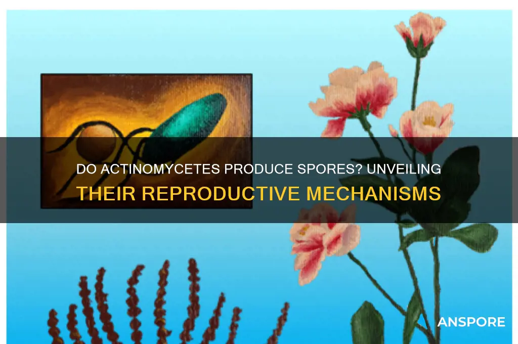 do actinomycetes produce spores