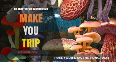Do Adaptogenic Mushrooms Cause Psychedelic Trips? Separating Fact from Fiction
