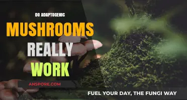 Mushroom Magic: Do Adaptogens Work?