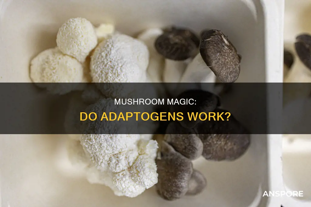 do adaptogenic mushrooms really work