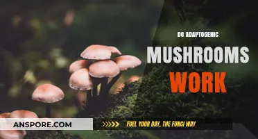 Mushroom Magic: Do Adaptogens Really Work?