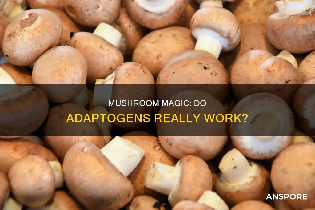 do adaptogenic mushrooms work