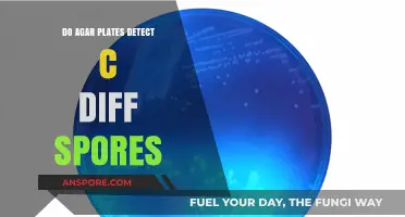 Can Agar Plates Accurately Detect C. Diff Spores in Lab Tests?