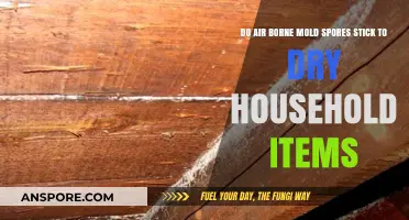Do Mold Spores Stick to Dry Items in Your Home?