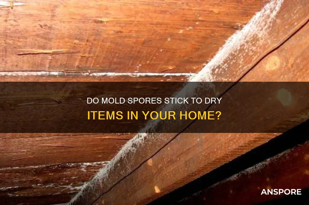 do air borne mold spores stick to dry household items