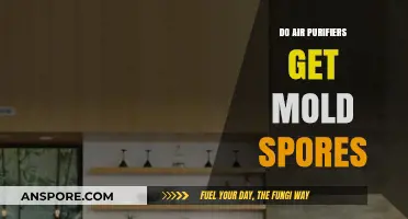 Can Air Purifiers Effectively Remove Mold Spores from Indoor Air?