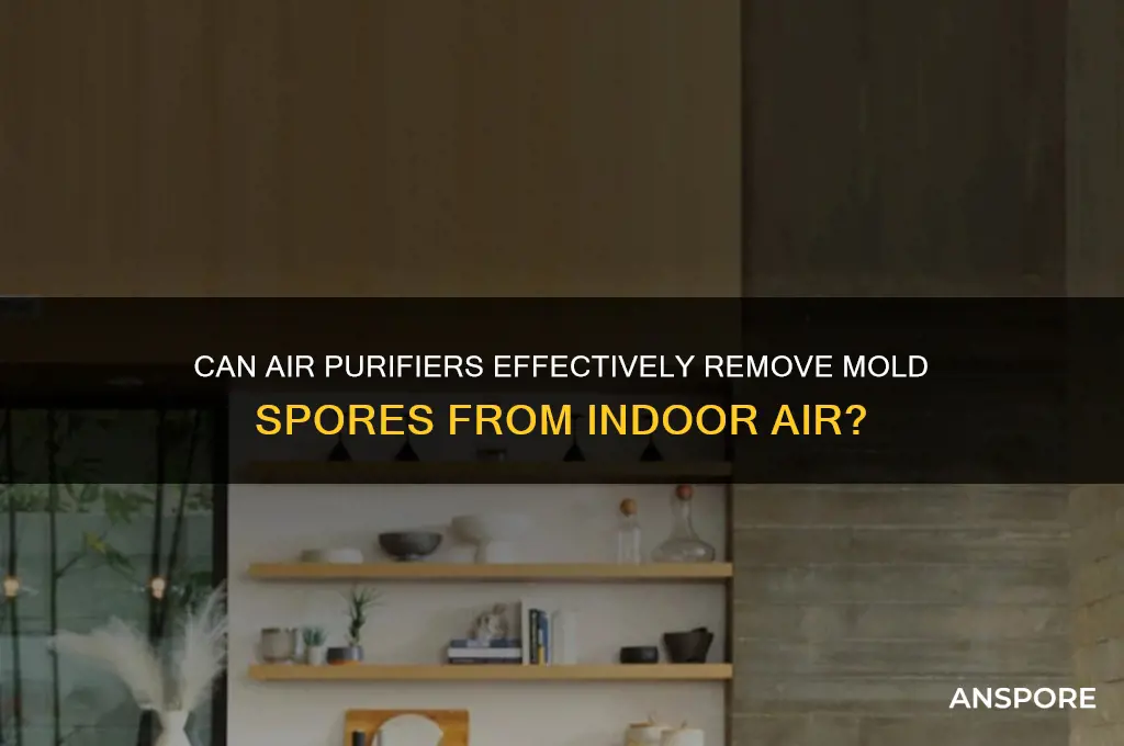 do air purifiers get mold spores