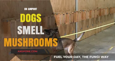 Mushroom Scent: Can Airport Dogs Detect?
