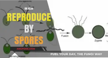 Do Algae Reproduce by Spores? Unveiling Aquatic Plant Reproduction Secrets