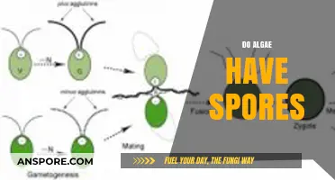 Do Algae Have Spores? Unveiling the Truth About Algal Reproduction