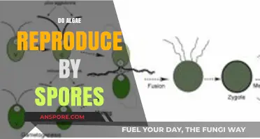 Do Algae Reproduce by Spores? Unveiling Aquatic Plant Reproduction Secrets