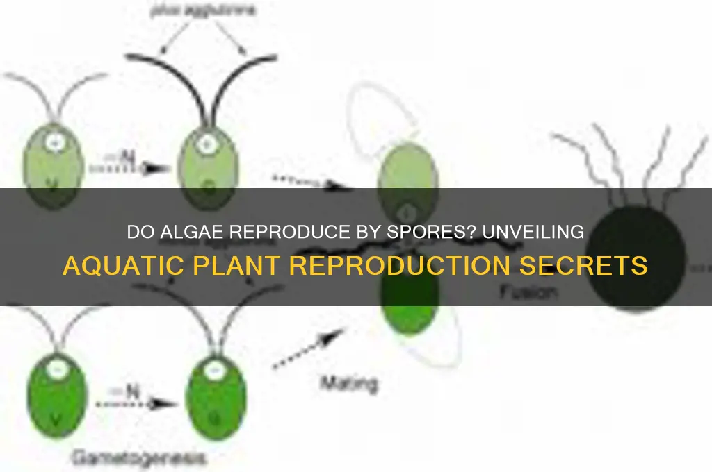 do algae reproduce by spores