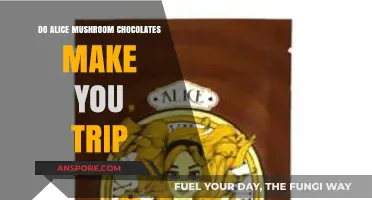 Do Alice Mushroom Chocolates Induce Psychedelic Trips? Exploring the Effects