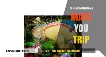 Do Alice Mushrooms Induce Psychedelic Trips? Exploring Their Effects
