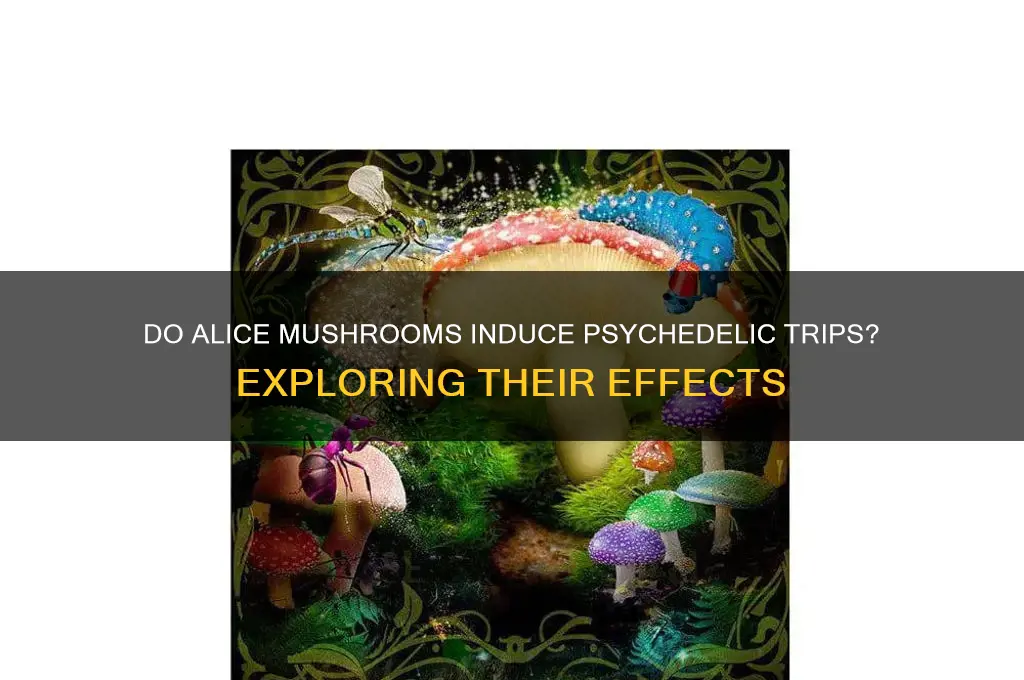 do alice mushrooms make you trip