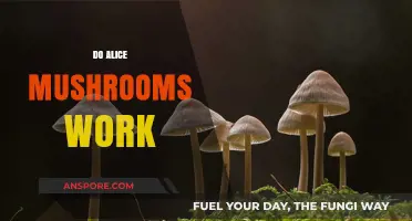 Magic Mushrooms: Do Alice Mushrooms Work?