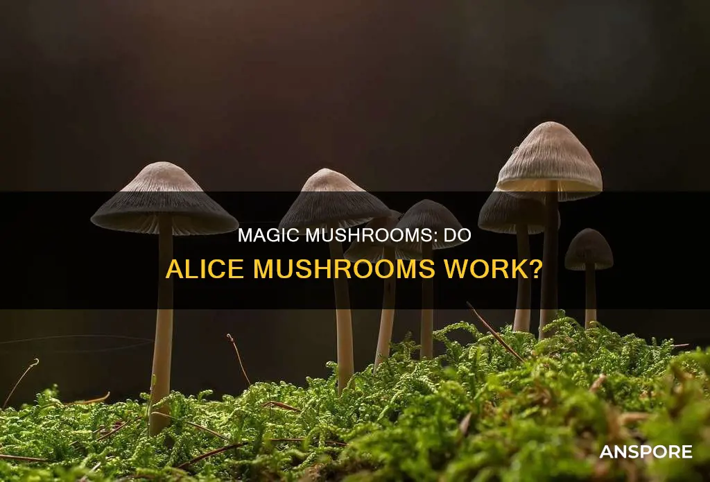 do alice mushrooms work