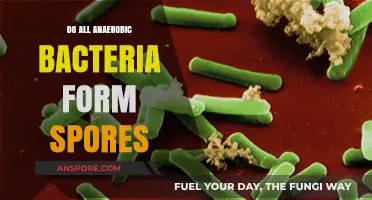 Anaerobic Bacteria and Sporulation: Do All Species Form Spores?