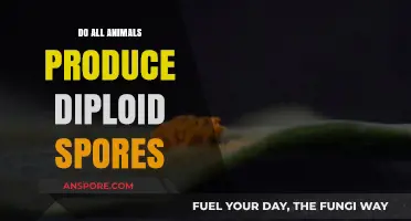 Do All Animals Produce Diploid Spores? Unraveling the Biology