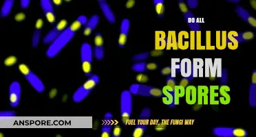 Do All Bacillus Species Form Spores? Unraveling the Truth
