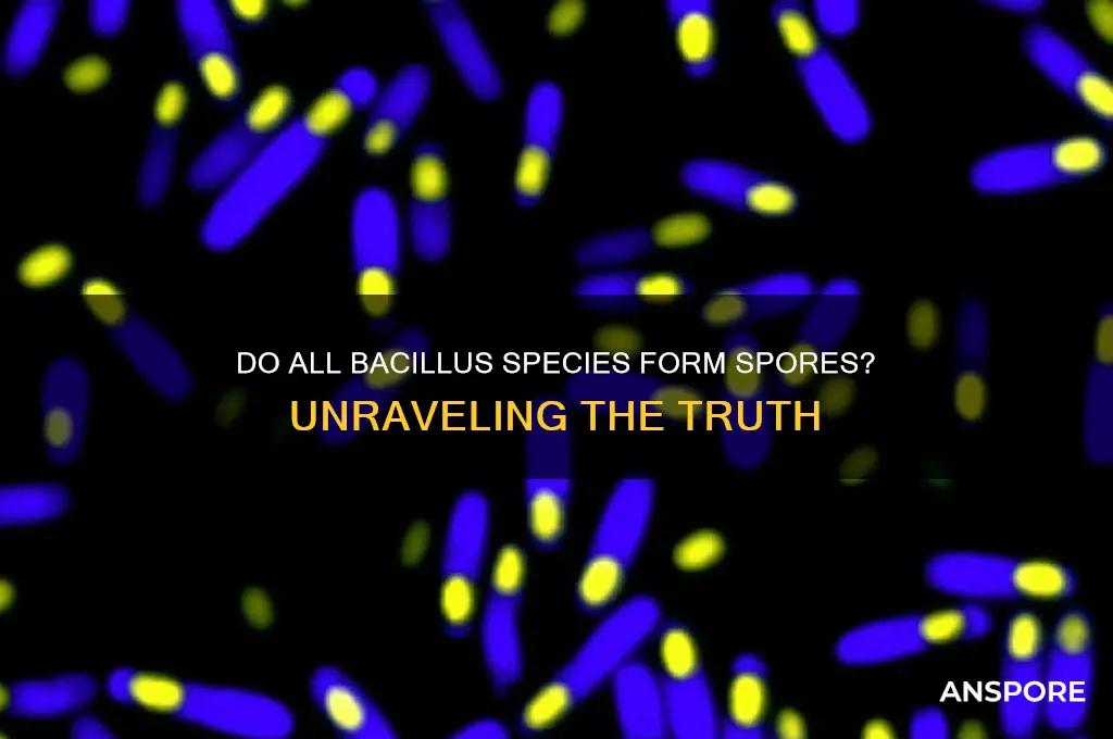 do all bacillus form spores