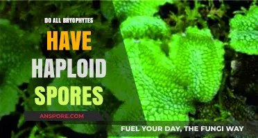 Bryophytes and Haploid Spores: Unraveling the Truth Behind Their Reproduction