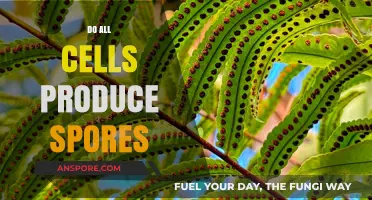 Do All Cells Produce Spores? Unraveling the Truth Behind Cellular Reproduction