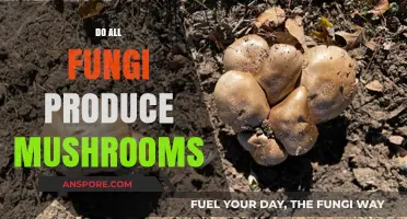 Fungi and Mushrooms: What's the Connection?