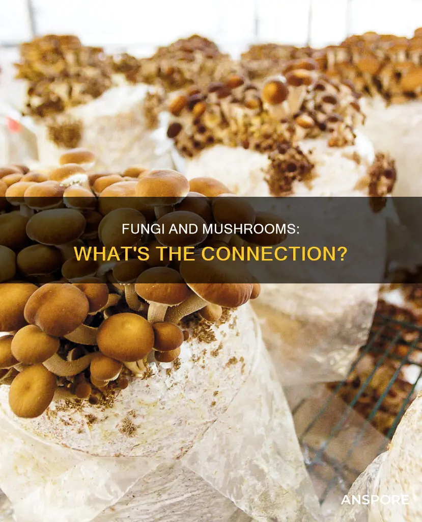 do all fungi produce mushrooms