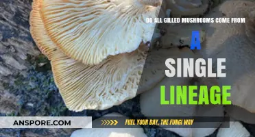 Are All Gilled Mushrooms Related? Exploring Their Evolutionary Lineage