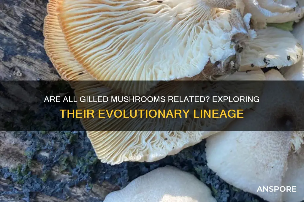 do all gilled mushrooms come from a single lineage