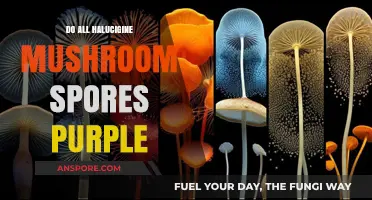 Are All Hallucinogenic Mushroom Spores Purple? Unveiling the Truth