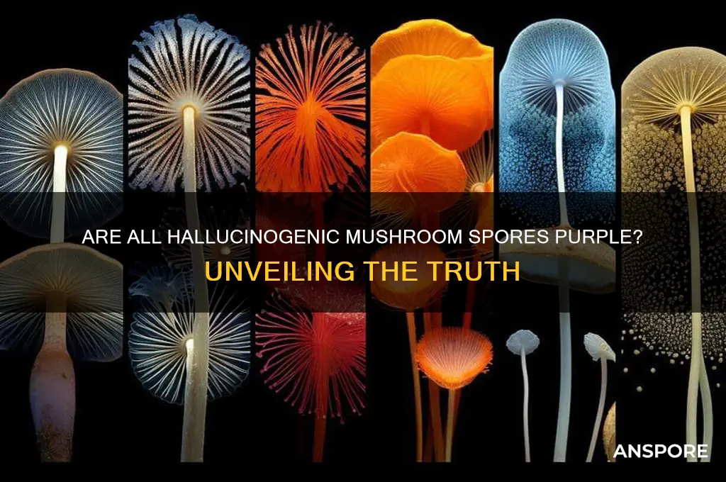 do all halucigine mushroom spores purple